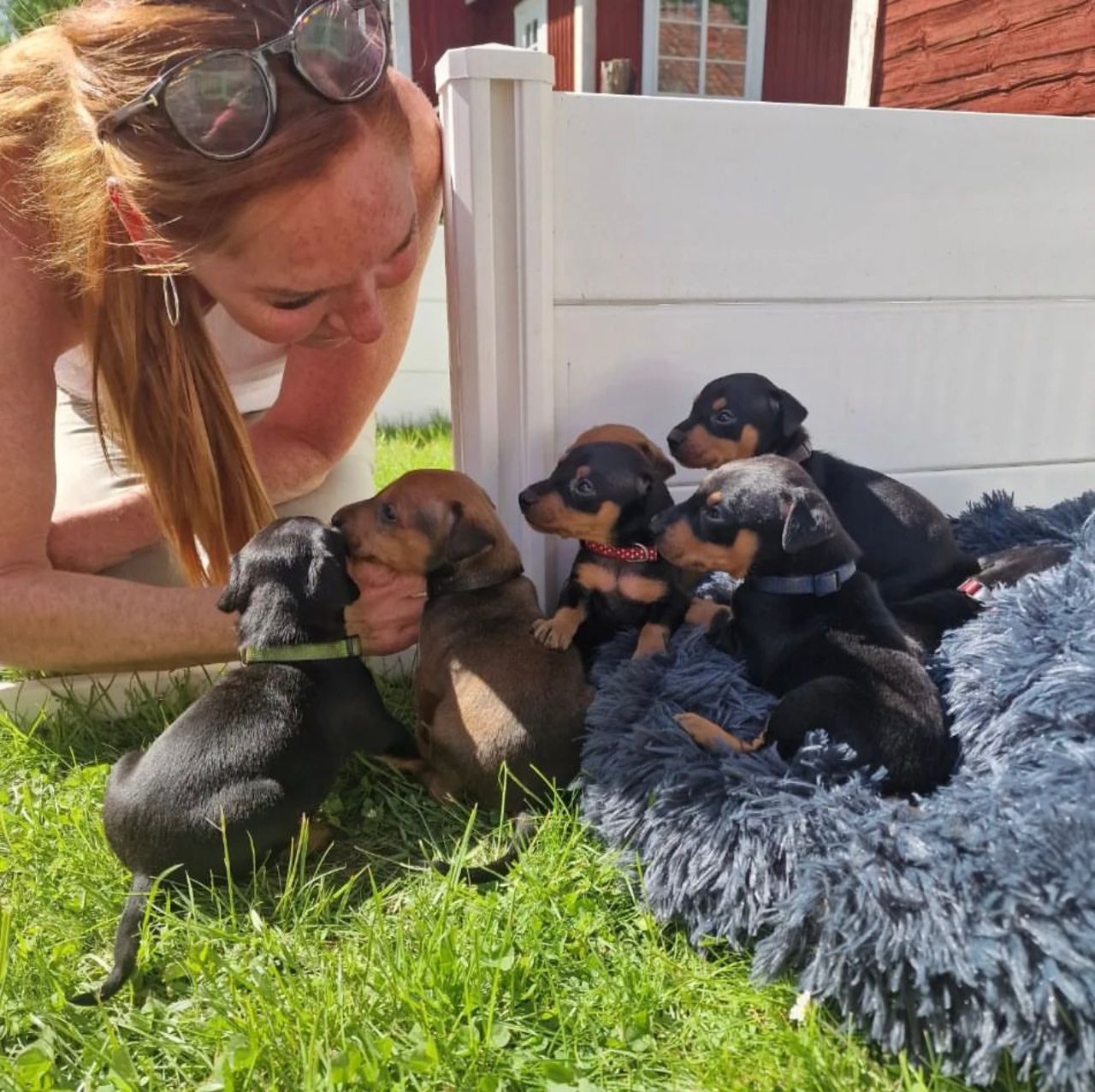Read more about the article Miniature Pinscher Puppies for Sale: 2026 Price Guide & What You Should Expect to Pay